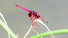 P2280232：ベニトンボ（オス）