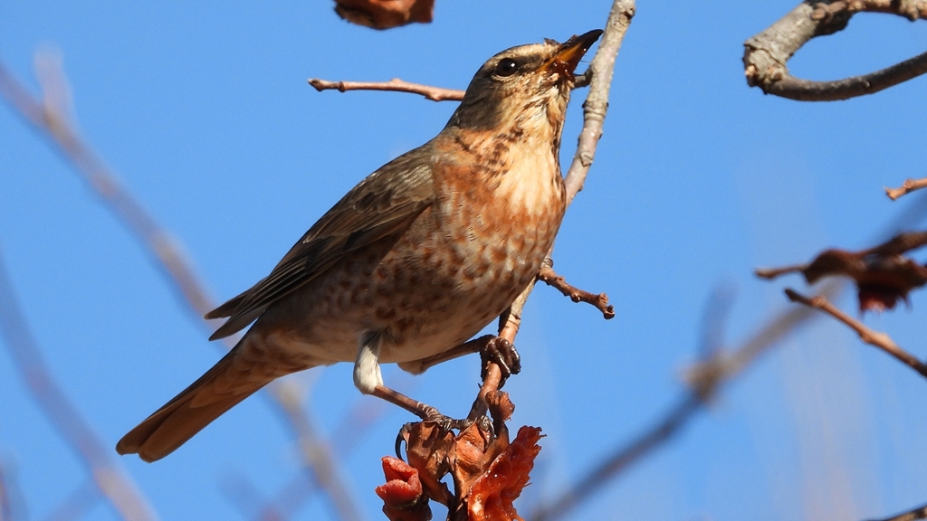 DSCN8785：ハチジョウツグミ