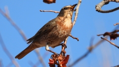 DSCN8785：ハチジョウツグミ