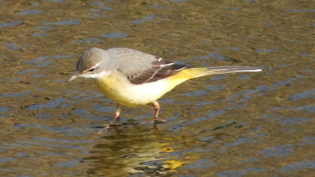 DSCN7503：キセキレイ