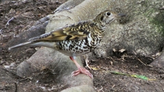 P1010103：トラツグミ