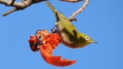 DSCN8710：メジロ