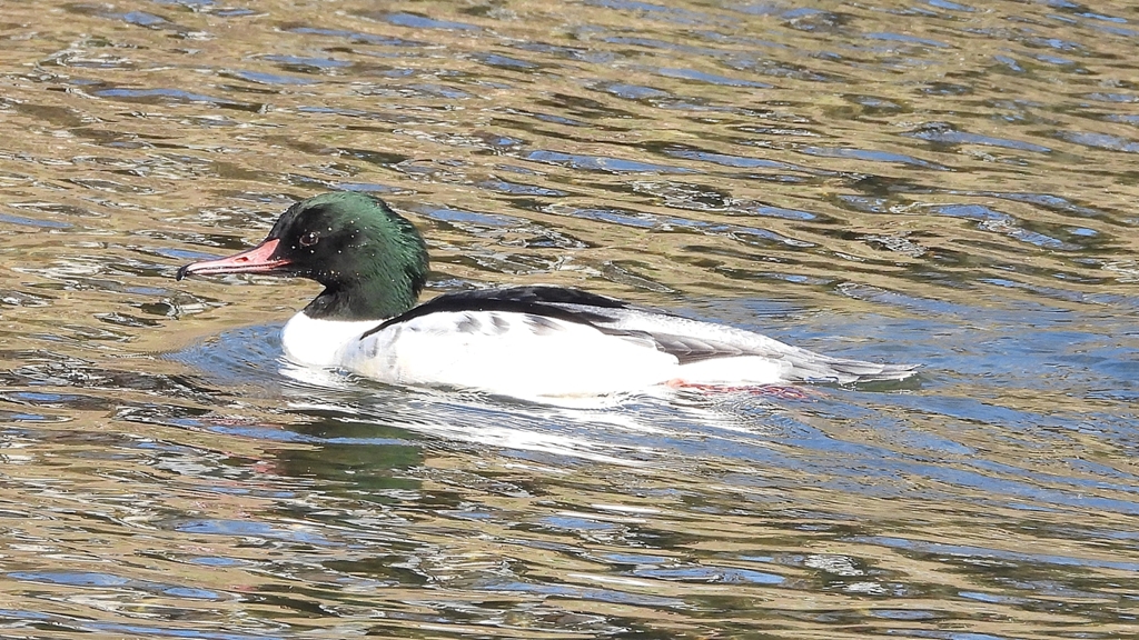 DSCN1798：カワアイサ（オス）