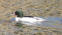 DSCN1798：カワアイサ（オス）