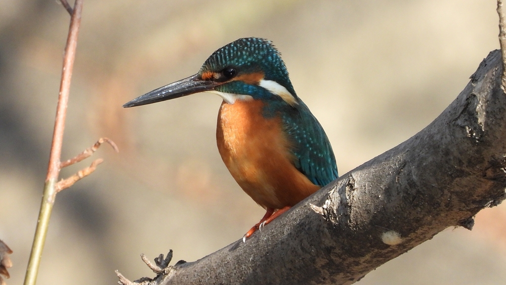 DSCN0633：カワセミ（オス）