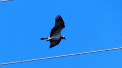 P2270477：飛ぶミサゴ