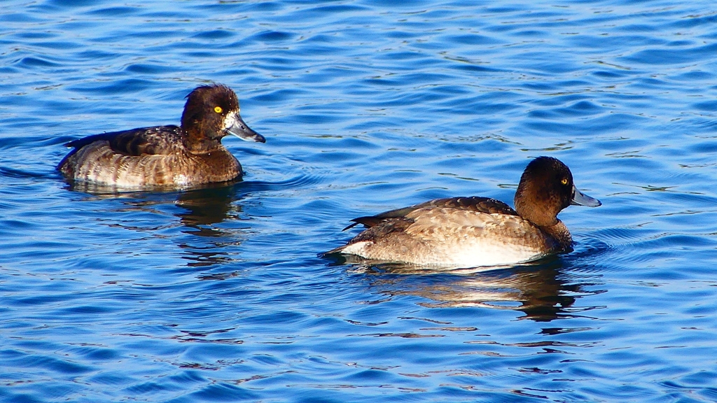 P2380352：キンクロハジロ