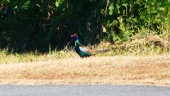 P2330433：キジ（オス）