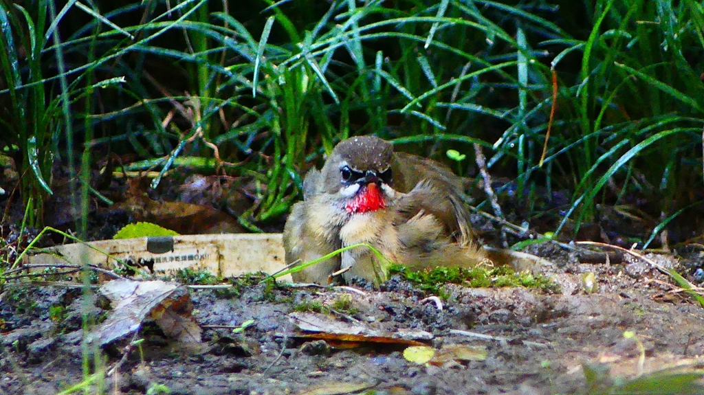 P2310649：ノゴマ（オス