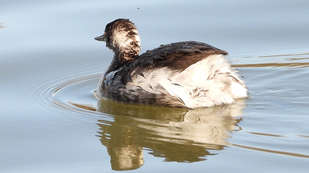 DSCN8007：ハジロカイツブリ