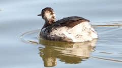 DSCN8007：ハジロカイツブリ