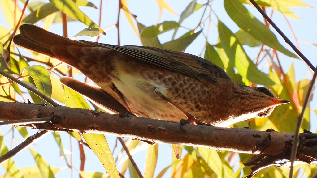 DSCN7798：ハチジョウツグミ