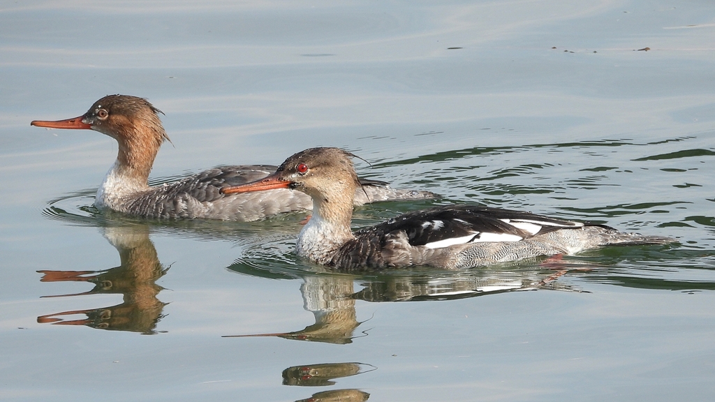 DSCN4565：ウミアイサ