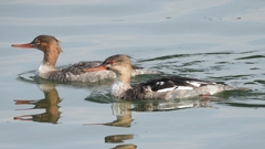 DSCN4565：ウミアイサ