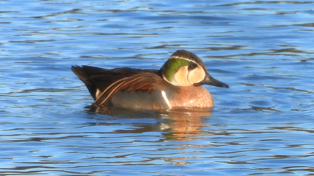 DSCN7858：トモエガモ（オス）