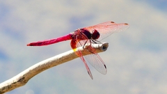 P2270213:ベニトンボ(オス) P2270213:ベニトンボ(オス)
