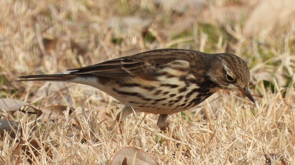 DSCN7594：タヒバリ