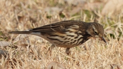 DSCN7594：タヒバリ