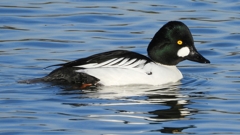 DSCN2640：ホオジロガモ（オス）