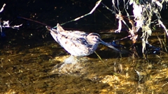 P2400310：タシギ