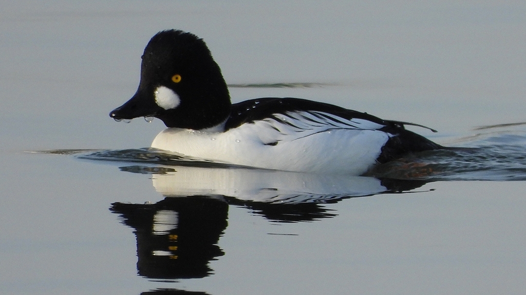 DSCN2455：ホオジロガモ（オス）