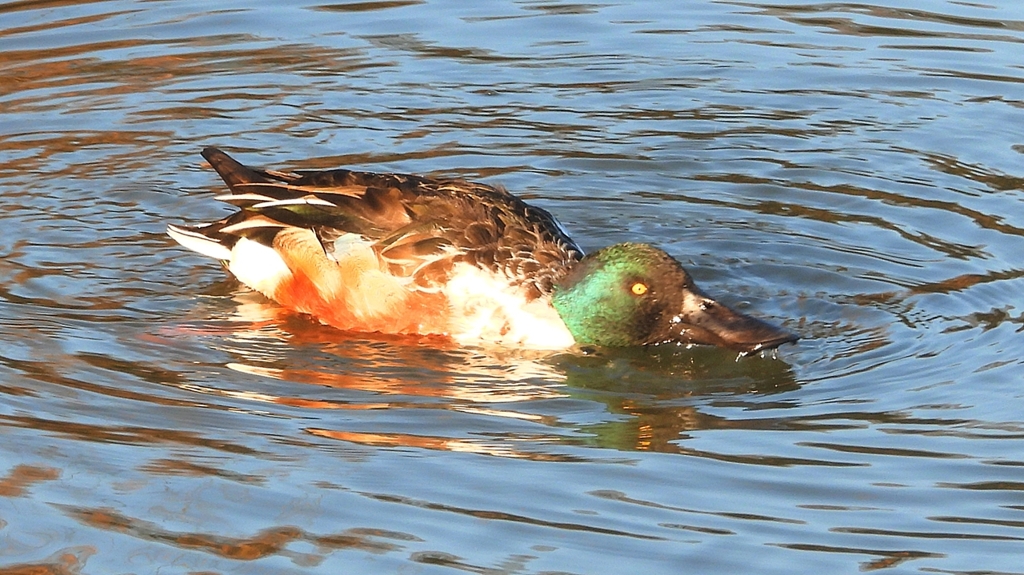 DSCN5948：ハシビロガモ