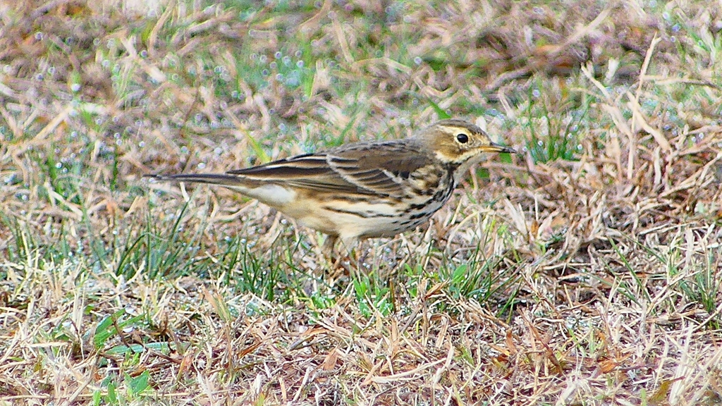 P2350652：タヒバリ