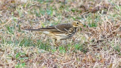 P2350652：タヒバリ