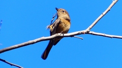 P2400445：ジョウビタキ（メス）