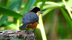 P2360301：ヤマガラ