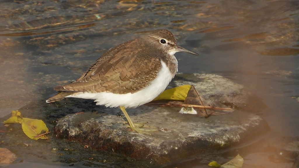 DSCN4018：イソシギ