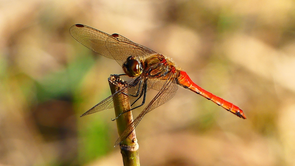 P2320150：アキアカネ（オス）