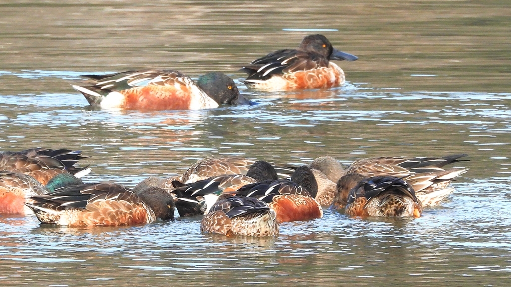 DSCN6087：ハシビロガモ