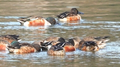 DSCN6087：ハシビロガモ