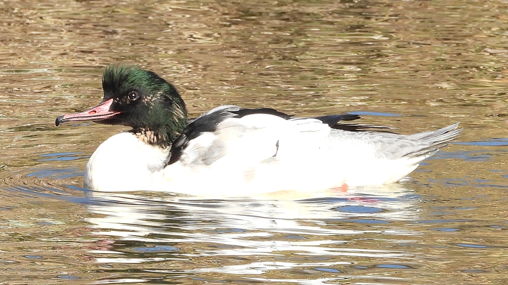 DSCN1812：カワアイサ（オス）