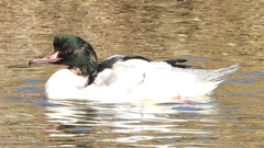 DSCN1812：カワアイサ（オス）