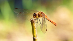 P2320234：アキアカネ（オス）