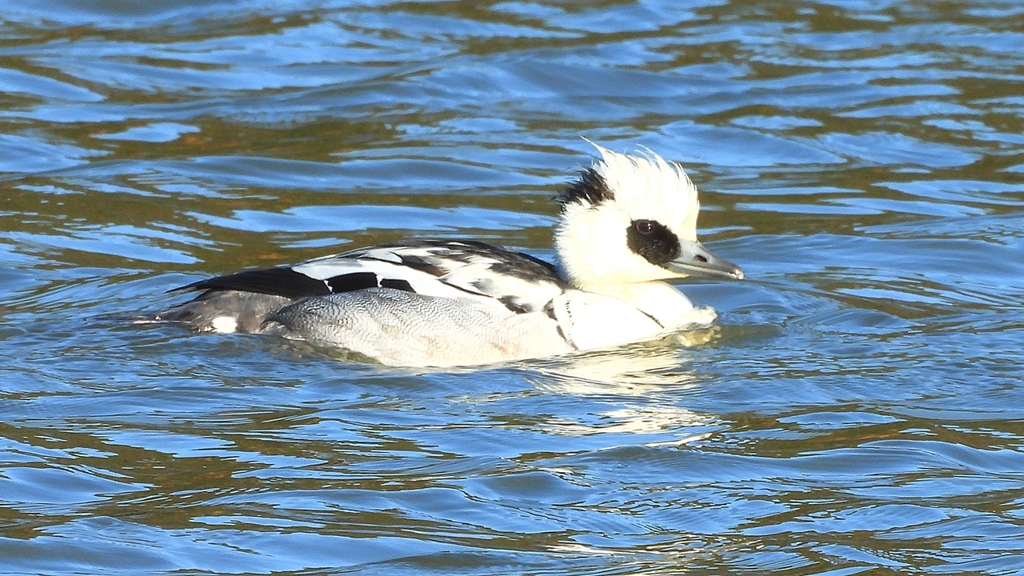 DSCN7075：ミコアイサ（オス）