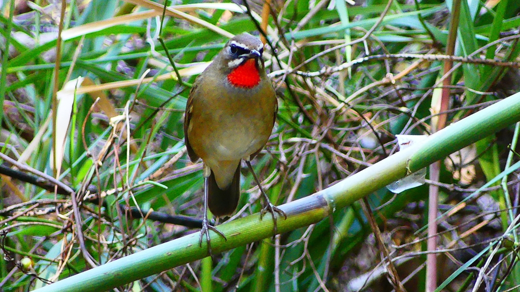 P2310442：ノゴマ（オス