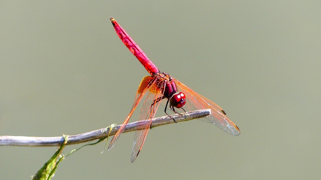 P2300731：ベニトンボ（オス）