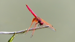 P2300731：ベニトンボ（オス）