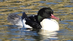 DSCN1829：カワアイサ（オス）