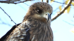 DSCN1395：トビ（顔アップ）