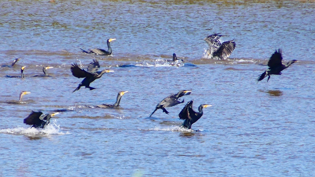 P2330178：カワウの狩り