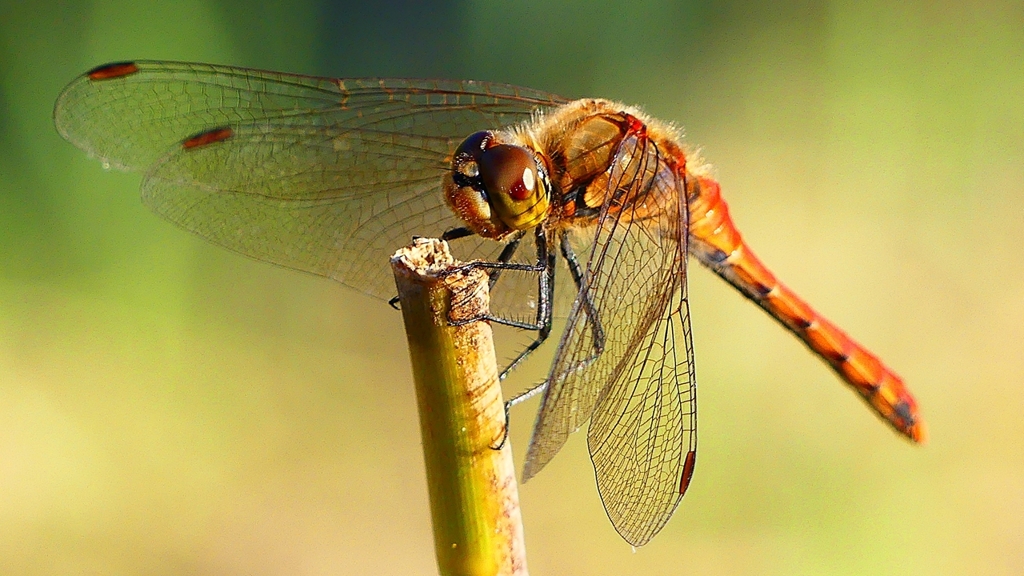 P2320242：アキアカネ（オス）