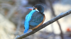 DSCN7966：カワセミ（メス）