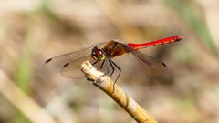 P2330507：アキアカネ（オス）