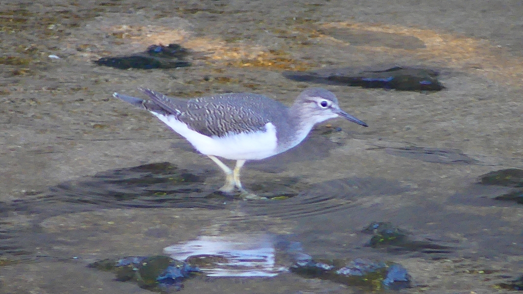 P2270304：イソシギ