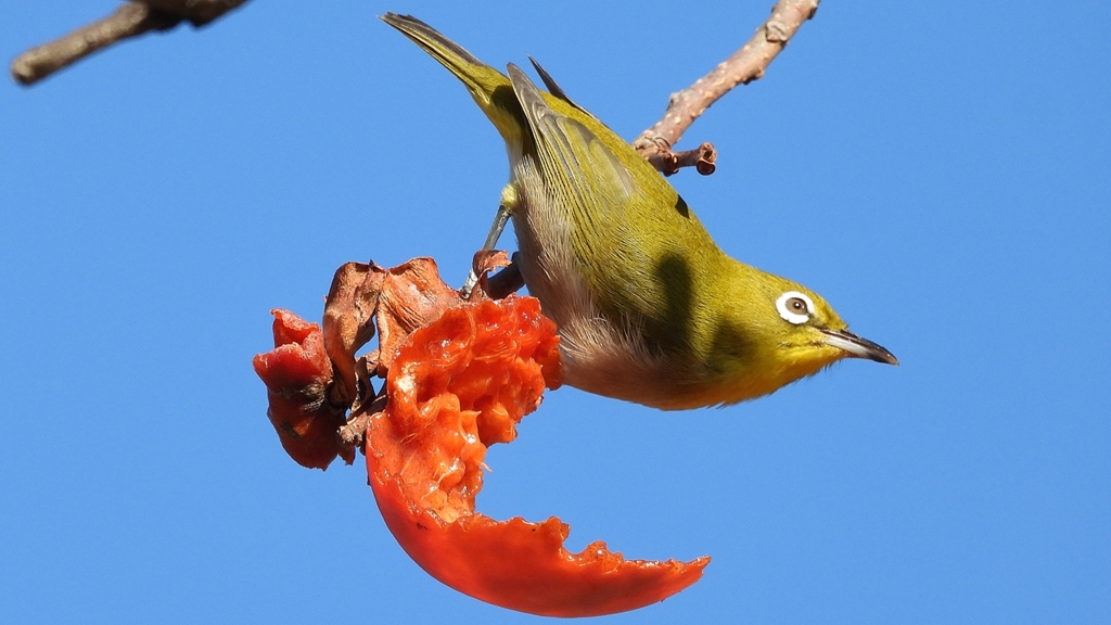 DSCN8724：メジロ