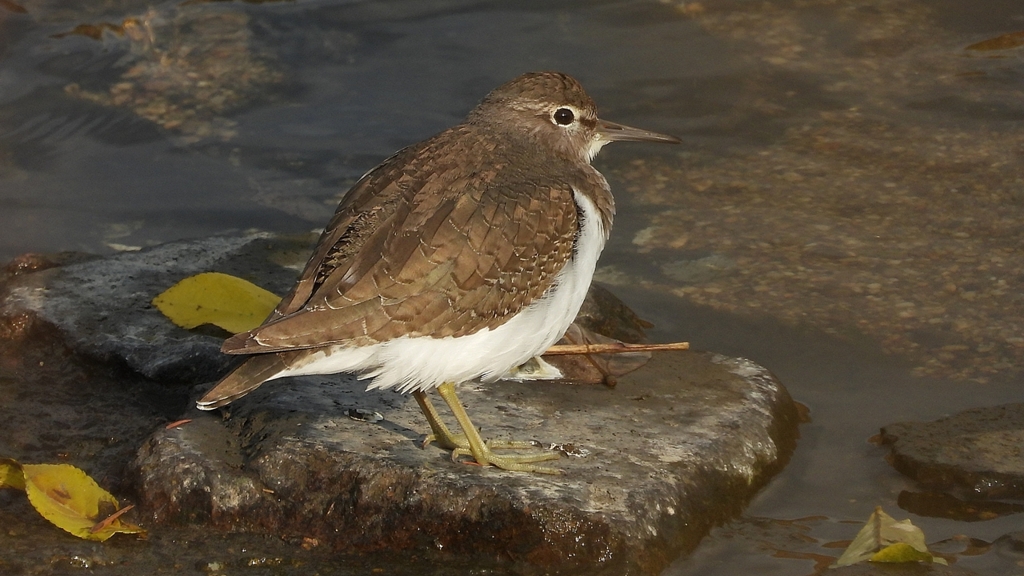 DSCN4010：イソシギ